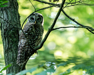 Juvenile barre owl in tree
