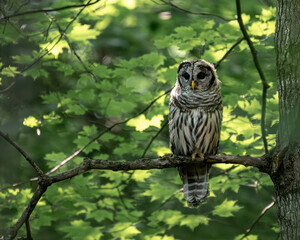 Juvenile Barred Owl