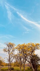 autumn landscape with trees