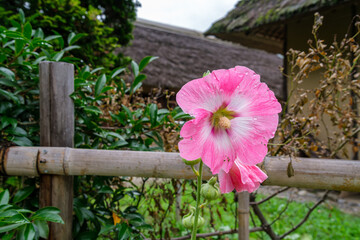 タチアオイの滴