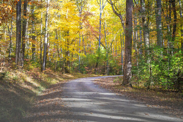 road in autumn forest