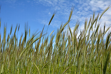 Worm's eye view on in field with rye against blue sky in summer.