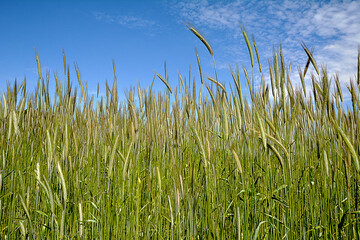 Fototapeta premium Worm's eye view on in field with rye against blue sky in summer.