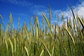 Obraz premium Worm's eye view on in field with rye against blue sky in summer.