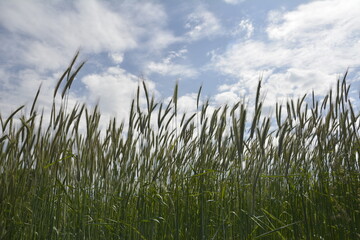 Worm's eye view on in field with rye against blue sky in summer.
