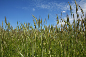 Worm's eye view on in field with rye against blue sky in summer.