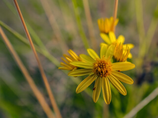 bee on yellow flower