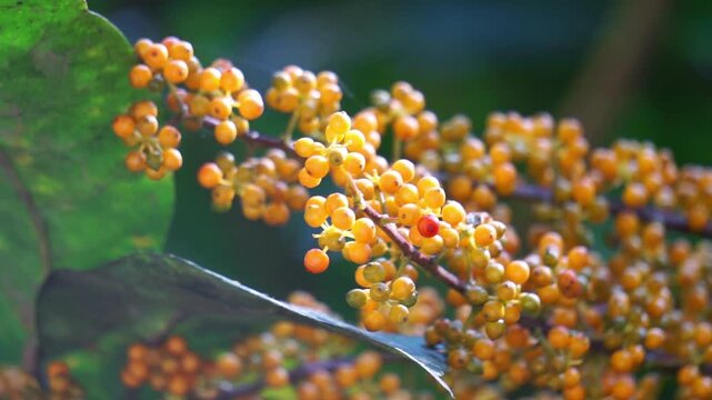 Heptapleurum arboricola (Schefflera arboricola, dwarf umbrella tree, ezhang tang, goose-sole vine, Schefflera arboricolum). The fruits are inedible to humans, but may be consumed birds, parrots etc