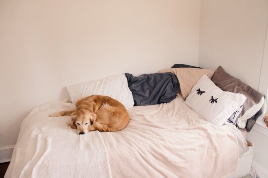 Golden retriever puppy sleeps in a bright teenage bedroom, waiting for owner to come home