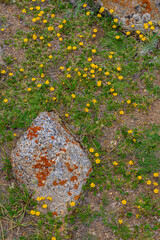An abstract landscape of rocks with colorful fossils lying on a bed of green grass and yellow...