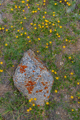 An abstract landscape of a rock with colorful fossils lying on a bed of green grass and yellow...