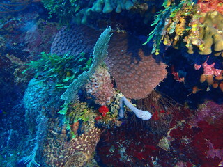 coral reef in the sea 
