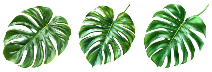Monstera leaves in vibrant green color isolated on transparent background