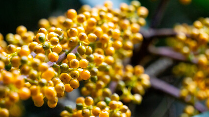 Heptapleurum arboricola (Schefflera arboricola, dwarf umbrella tree, ezhang tang, goose-sole vine, Schefflera arboricolum). The fruits are inedible to humans, but may be consumed birds, parrots etc