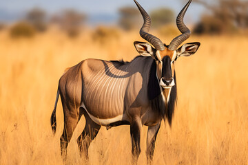 Fototapeta premium Majestic Portrait of Gnu Antelope in its Natural Savannah Habitat Against the Backdrop of Azure Skies