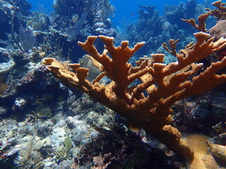 coral reef in the sea 
