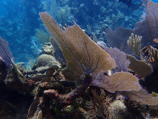 coral reef in the sea 