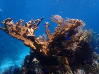 coral reef in the sea 