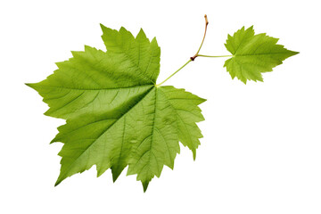 Realistic digital illustration of grape leaves, isolated on white background.