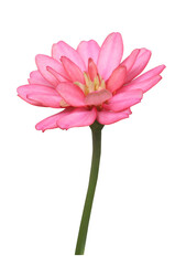 Close up pink gerbera flowers bouquet isolated on transparent background. 