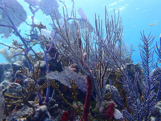 coral reef in the ocean 