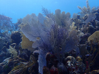 coral reef in the ocean 