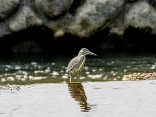 水辺のササゴイ