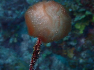 Fototapeta premium coral reef in the ocean 