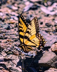 butterfly on the flower