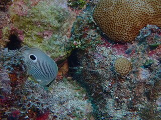 coral reef in the ocean 