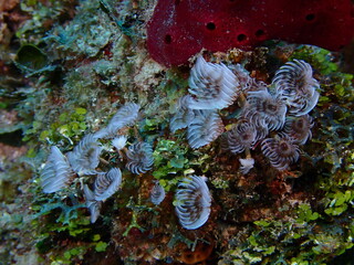 coral reef in the sea