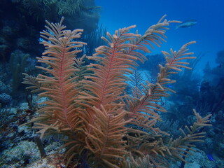 coral reef in the sea