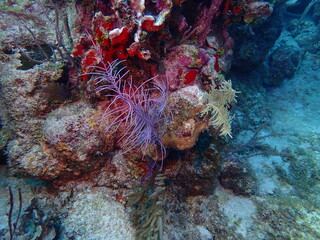 coral reef in the sea