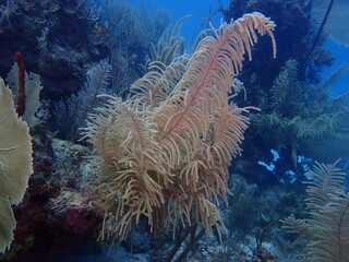coral reef in the sea