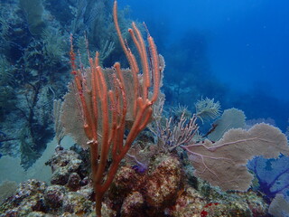 coral reef in the sea