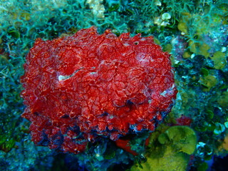 coral reef in the sea