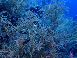 coral reef in the sea