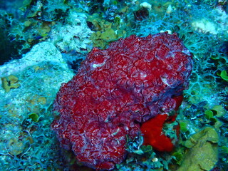 coral reef in the sea