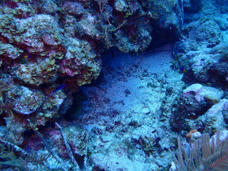 coral reef in the sea