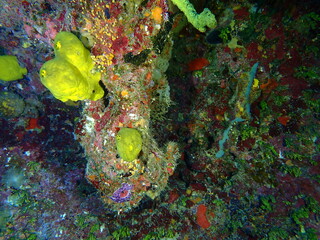 coral reef in the sea