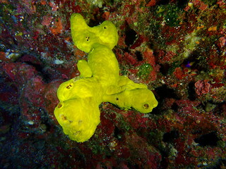 coral reef in the sea