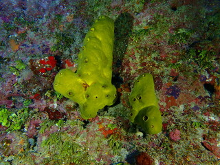 coral reef in the sea