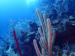 coral reef in the sea