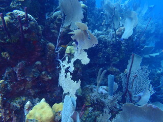 coral reef in the sea