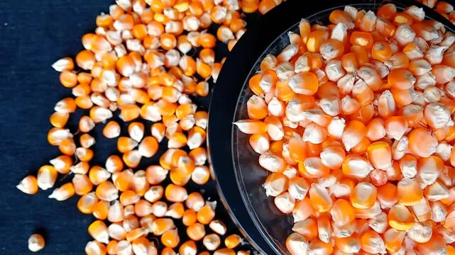 Corn kernels move on a rotary machine. Corn seeds