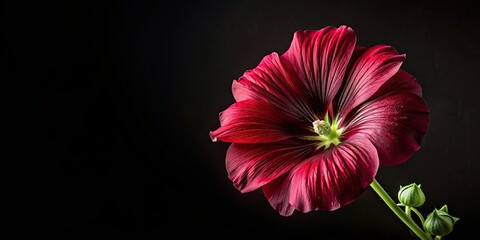 Very dark red mallow flower with black background, dark red, mallow, flower, isolated, black background, vibrant, close-up