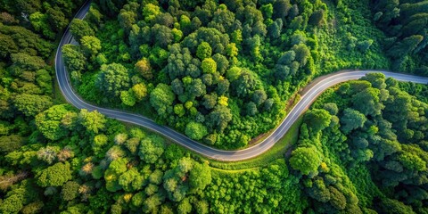Top view of a winding forest road surrounded by lush green trees and foliage, top view, road, texture, forest, lush, green
