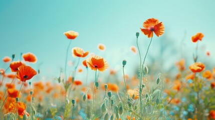 Poppy Field in Summer