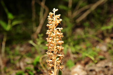 Fototapeta premium Nematode nestling - Neottia nidus-avis - orchid grows in wild forest.