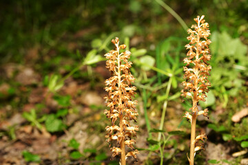 Nematode nestling - Neottia nidus-avis - orchid grows in wild forest.